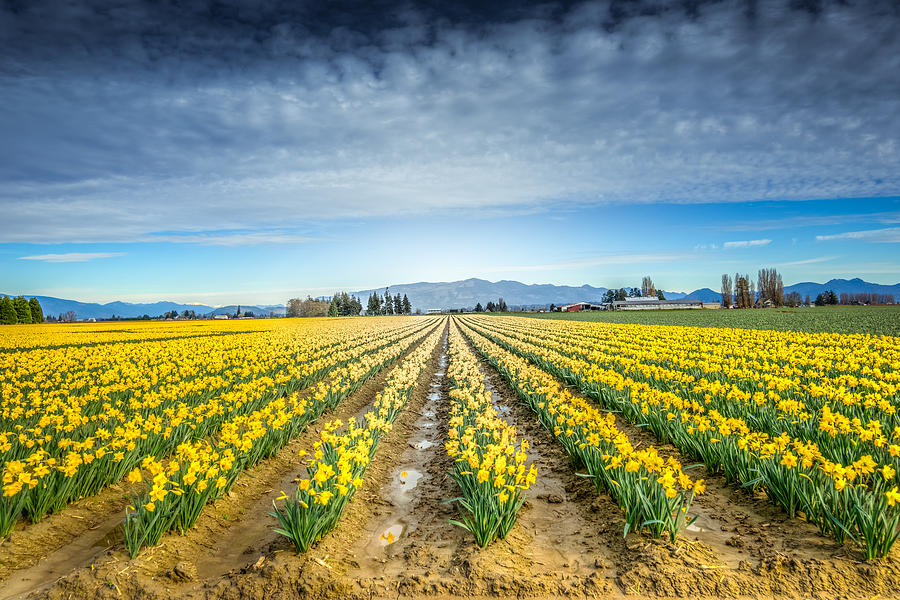 Field of Daffodils Photograph by Spencer McDonald