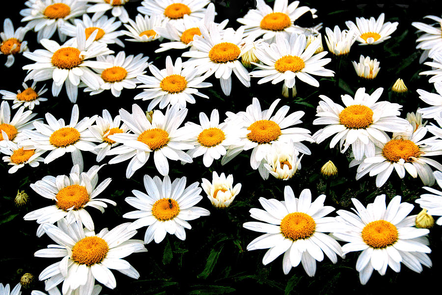 Fields Of Daisies Photograph