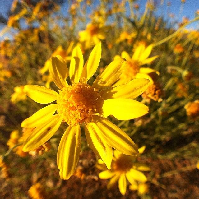 Flower Photograph - Fields Of #desert #marigold #flowers by Orlando Diaz