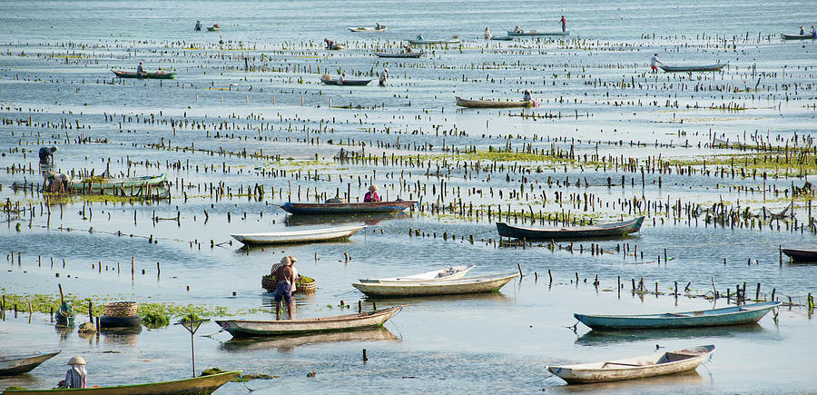 Fields Of Farmed Seaweed In Nusa Photograph by Dallas Stribley