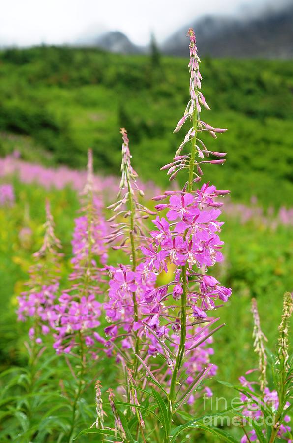 Glacier National Park Photograph - Fields of Fireweed by Deanna Cagle