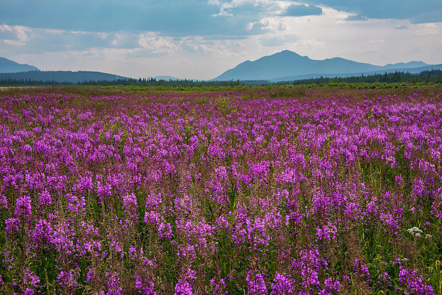 Fields Of Fireweed On A Summer Day Photograph by Cathy Hart