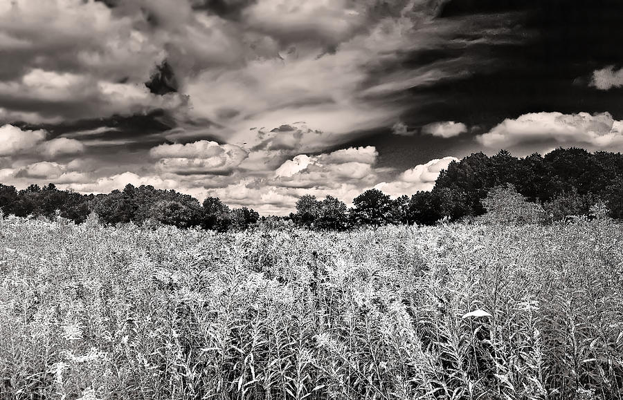 Fields of Gold and Clouds Photograph by Mitchell R Grosky