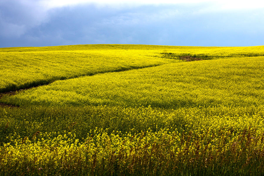 Fields Of Gold Photograph by Shane Bechler