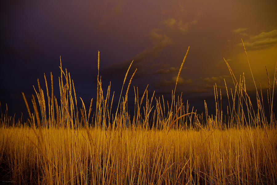 Fields of Gold Photograph by Gray  Artus
