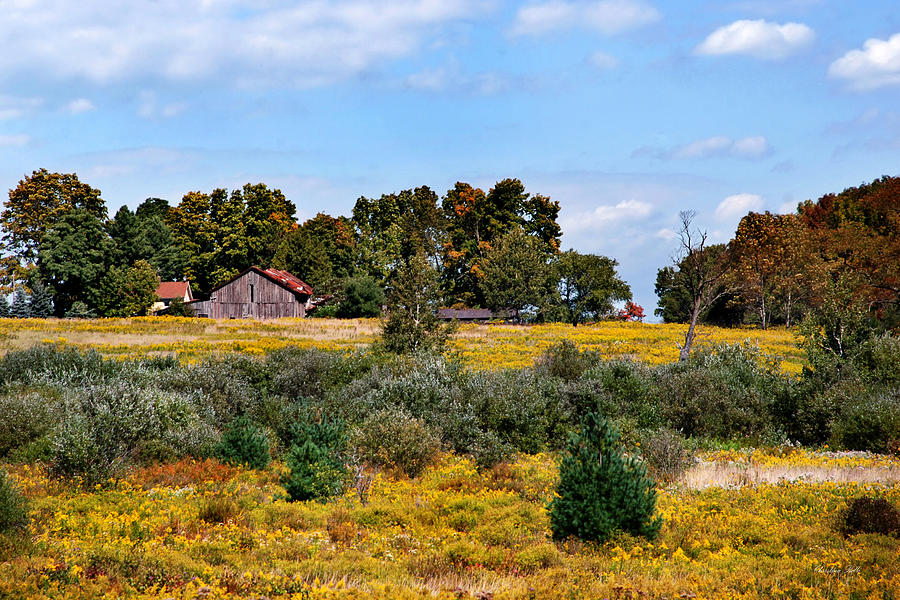 Field Of Gold Landscape Photograph by Christina Rollo