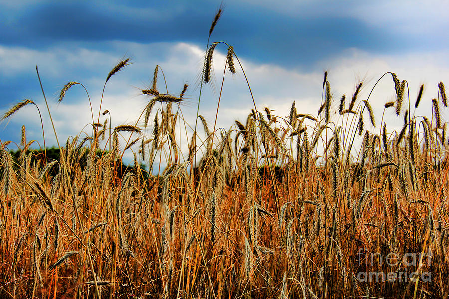 Fields Of Gold Photograph by Mariola Bitner