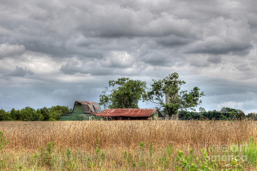 Barn Photograph - Fields of Golden Grain by Benanne Stiens