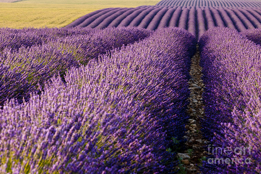 Fields of Lavender Photograph by Brian Jannsen