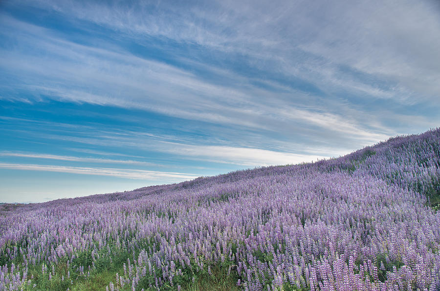 Fields of Lupine 1 Photograph by Greg Nyquist