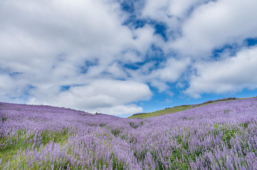Fields of Lupine 2 Photograph by Greg Nyquist