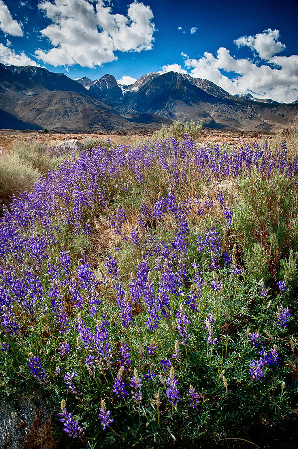 Flower Photograph - Fields of Lupine by Cat Connor