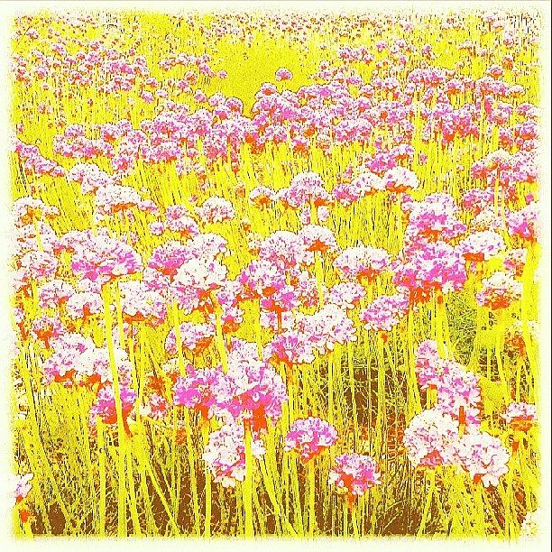 Flower Photograph - Fields Of #pink ... #flowers #floral by Linandara Linandara