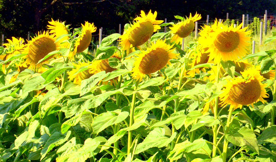 Fields of Sunflowers Photograph by Caroline Stella