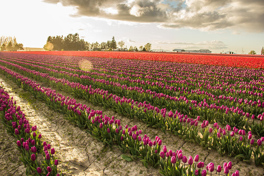 Fields Of Tulips Photograph
