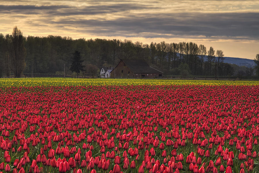 Fields of Tulips Photograph by Mark Kiver
