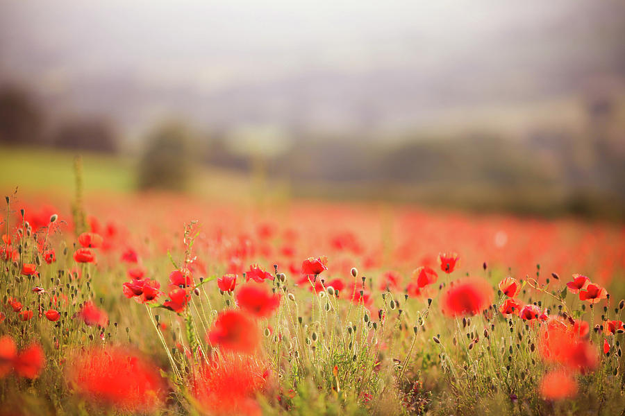 Fields Of Wild Poppies Photograph by Olivia Bell Photography