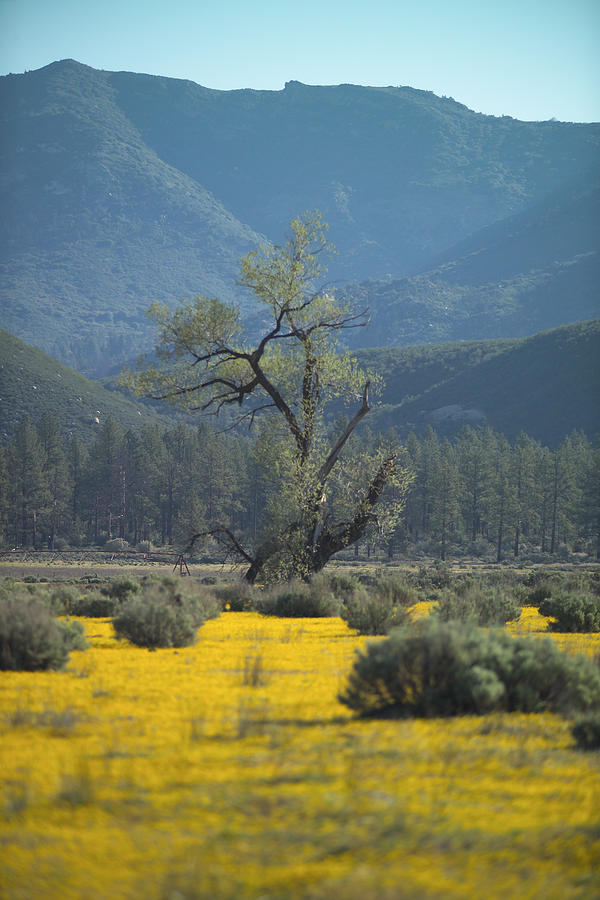 Fields of Yellow Foxglove Photograph by Scott Campbell