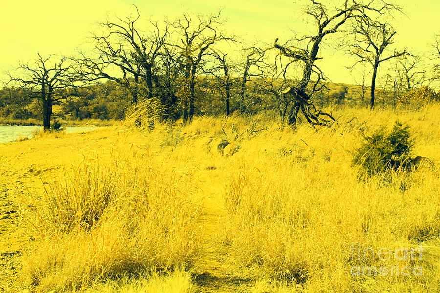 Tree Photograph - Fields of Yellow by Mickey Harkins
