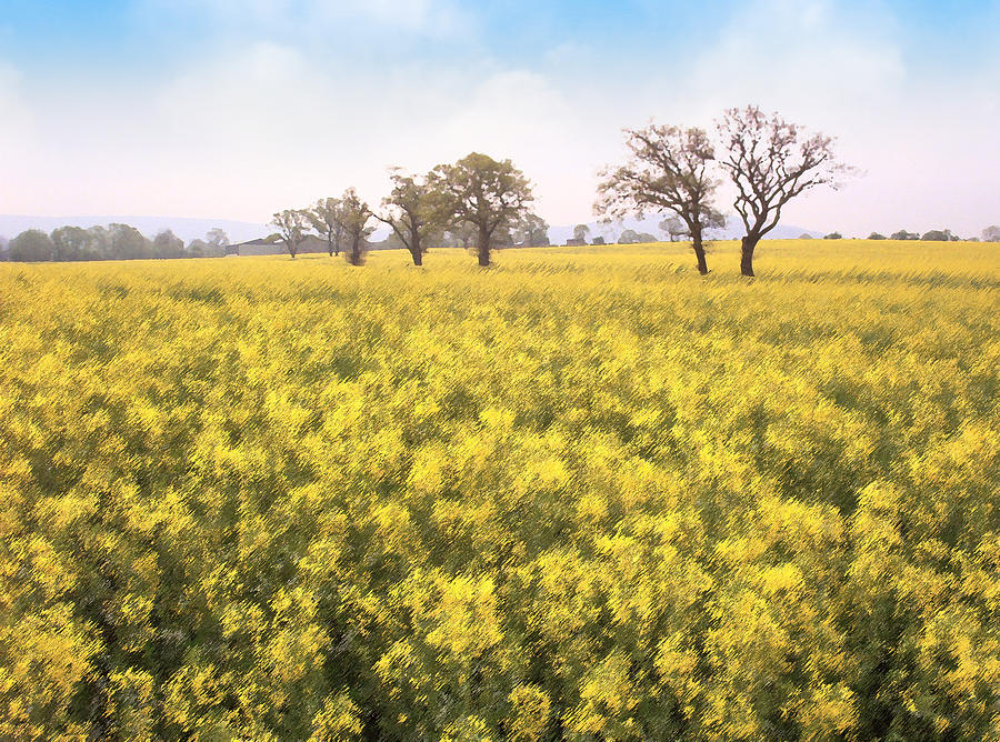 Fields of yellow Photograph by Ron Harpham