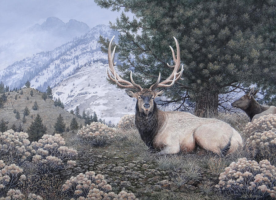 Fields Peak Elk Painting by Mike Stinnett