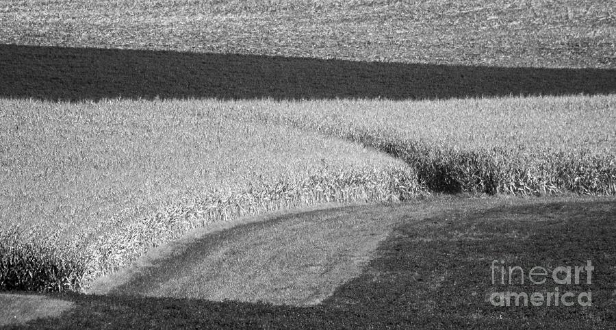 Corn Fields near Madison, WI Photograph by Steven Ralser