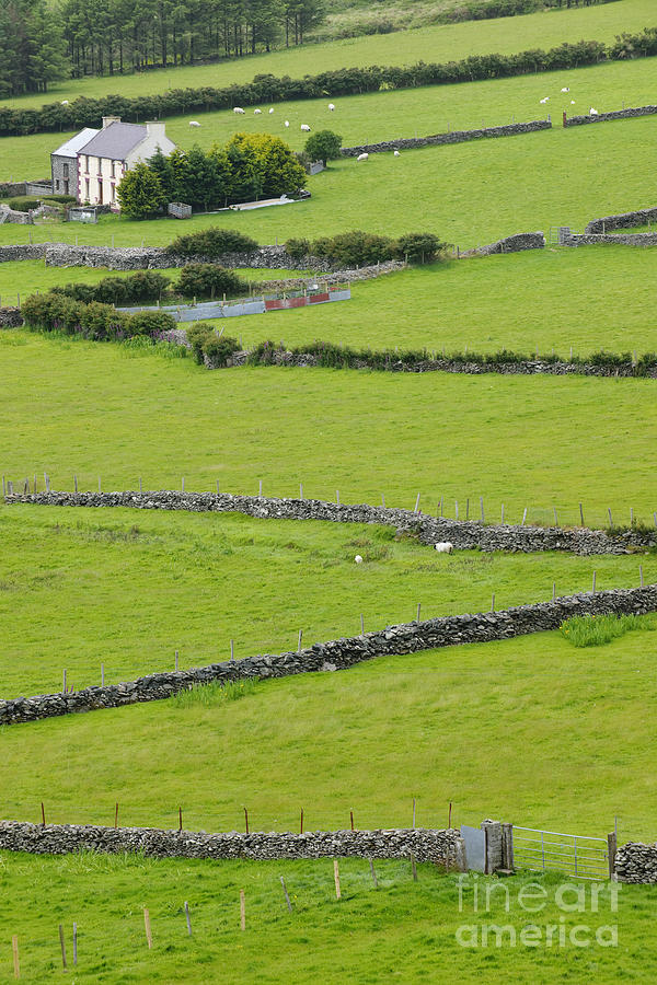 Fields With Stone Fences, Ireland Photograph by John Shaw
