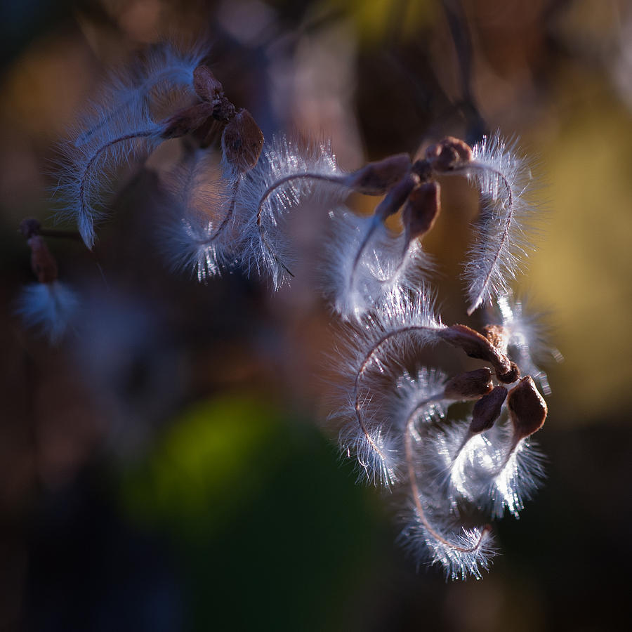 Fieldwork Winter Macroflora 03 Photograph by James Oppenheim