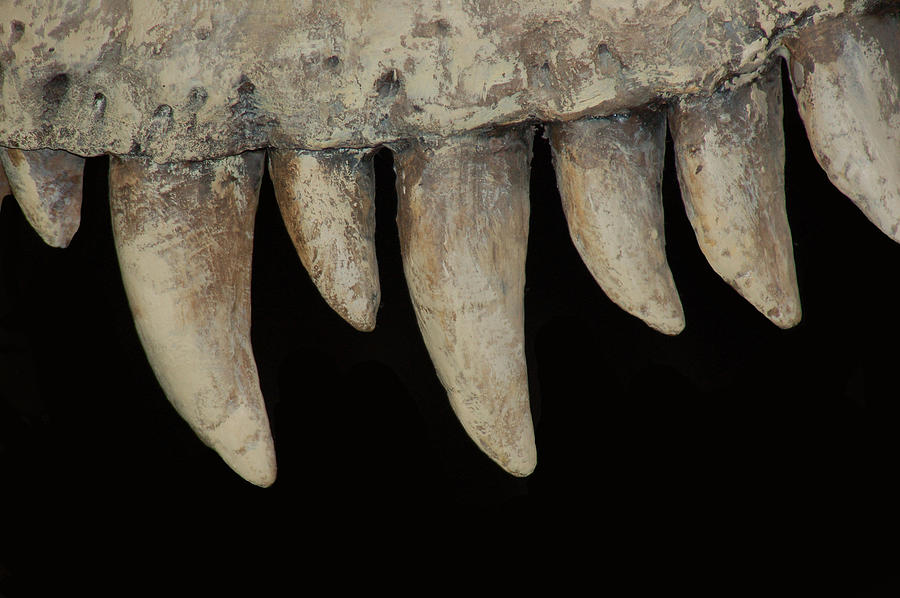 Fierce Dinosaur Teeth Photograph by Wwing