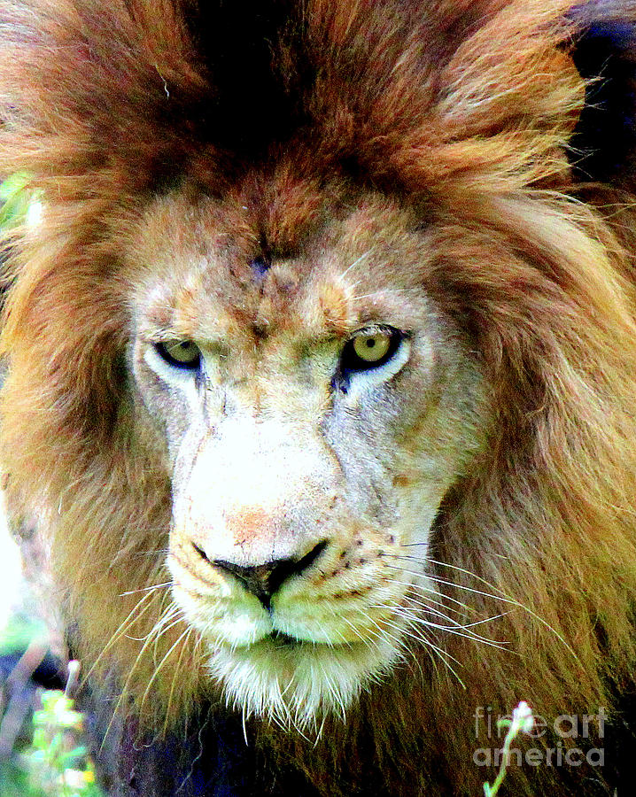 Fierce Lion Photograph by Kathy  White