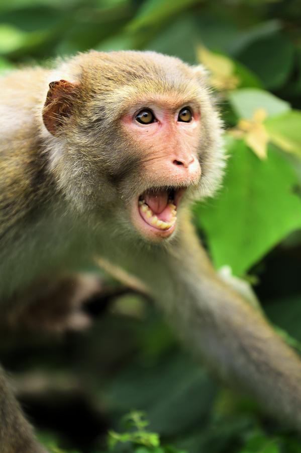 Nature Photograph - Howling Monkey  by Katrina Lau