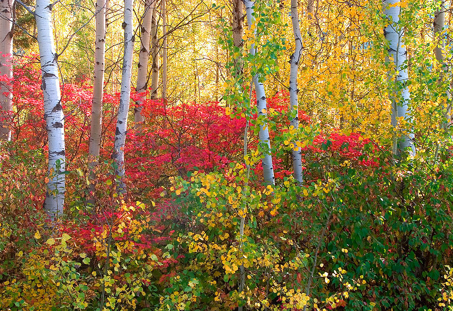 Fiery Aspens Photograph by David  Forster