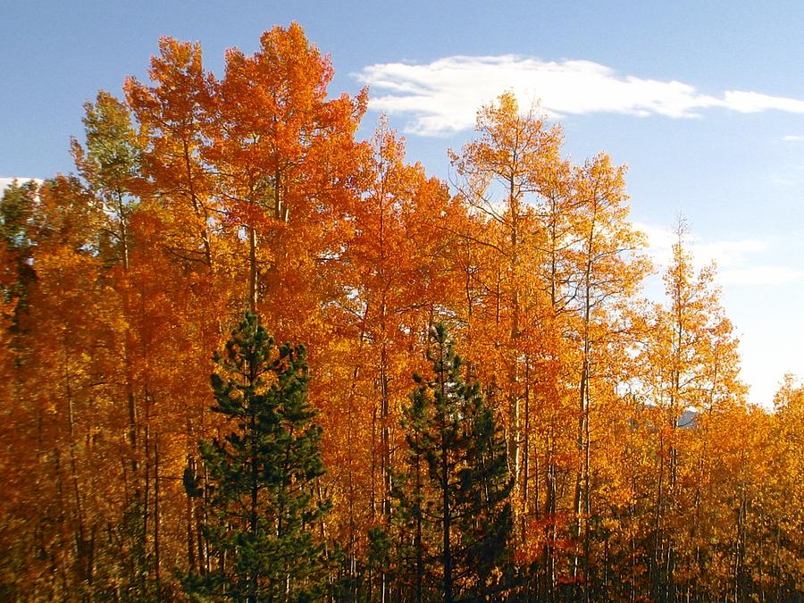 Fiery Aspens Photograph by Michelle Madderom - Fine Art America