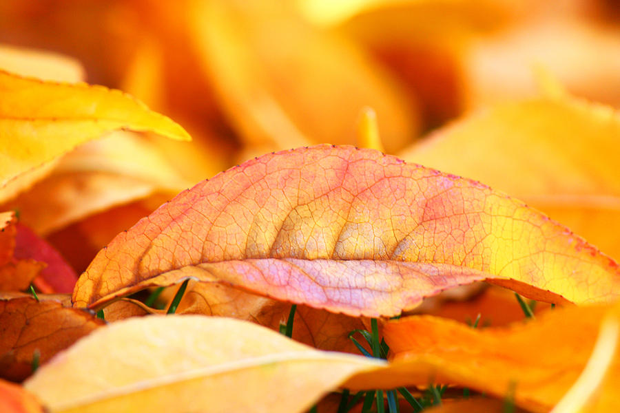 Fall Photograph - Fiery Autumn Leaves by Veronica Vandenburg