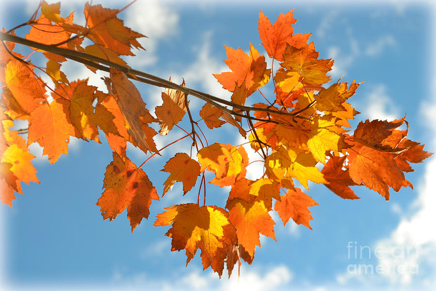 Fiery Autumn Leaves on Light Blue Sky Photograph by Miriam Danar