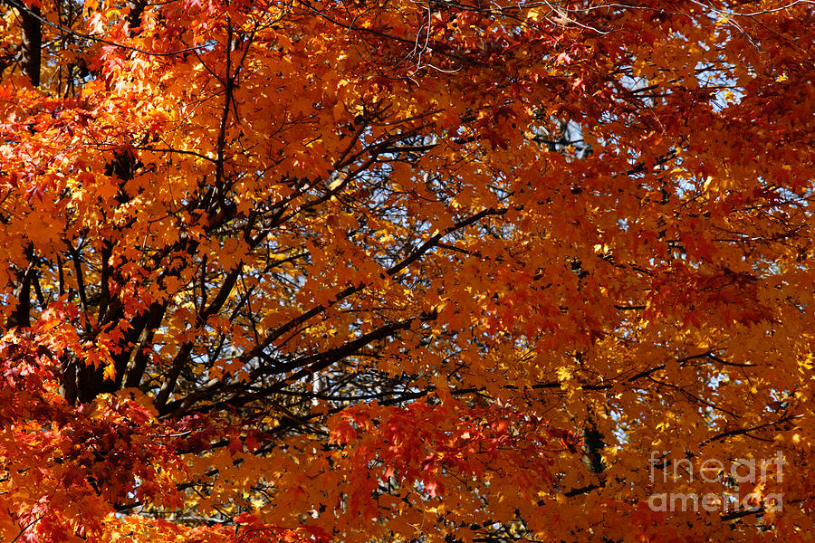 Fiery Autumn Photograph by Linda Shafer
