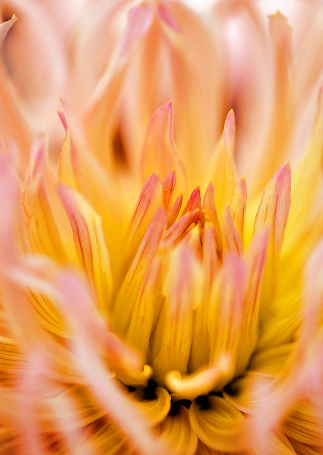 Flower Photograph - Fiery Dahlia by Marilyn Hunt