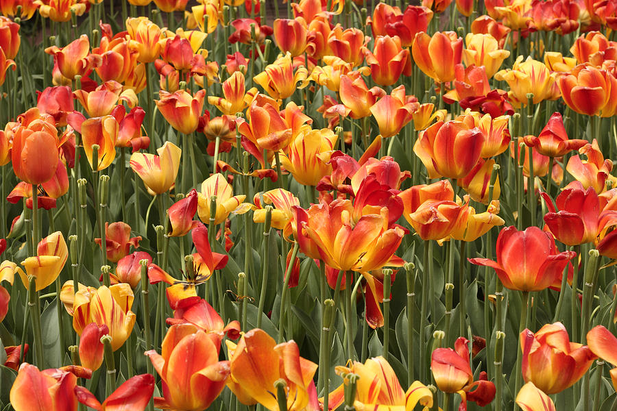 Fiery Forest of Tulips Photograph by Faith Brehm - Pixels