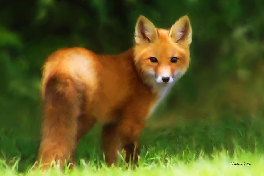 Animal Painting - Fiery Fox by Christina Rollo