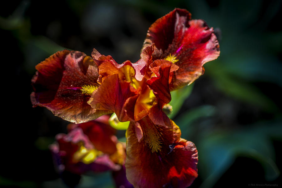 Fiery Iris Photograph by Phil Abrams
