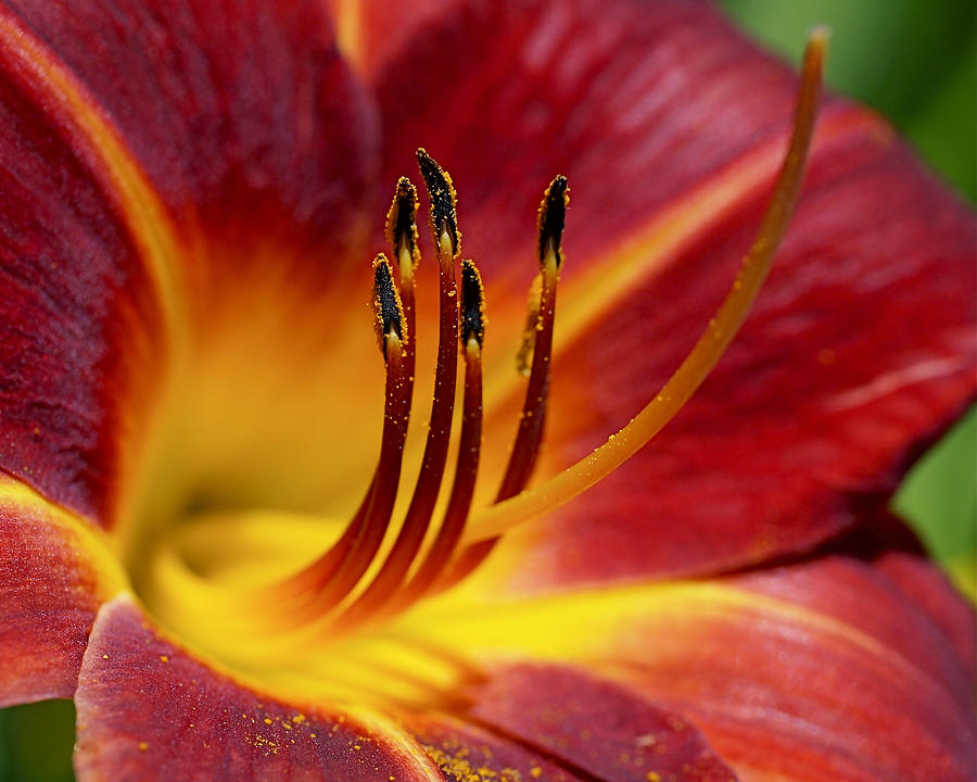Lily Photograph - Fiery Lily by Rona Black