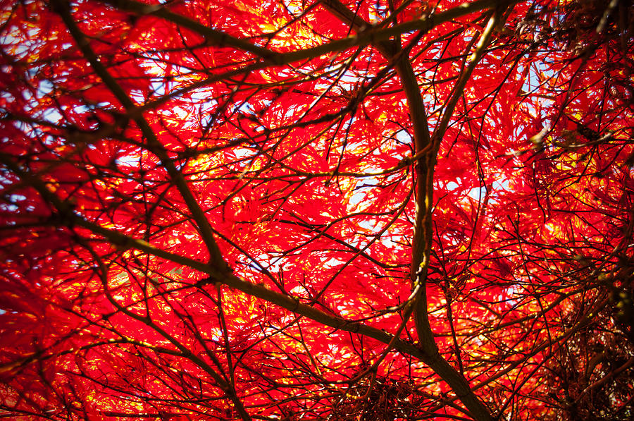 Nature Photograph - Fiery Maple Veins by Tikvahs Hope