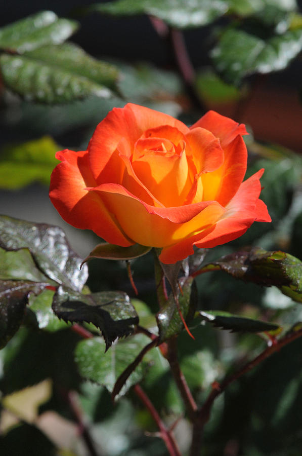Fiery Orange Rio Samba Hybrid Tea Rose Photograph by Jlt Photography