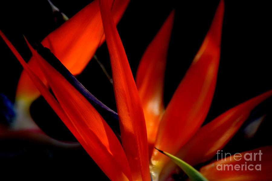 Fiery Red Bird Of Paradise Photograph