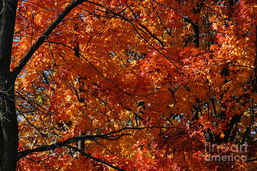 Fall Photograph - Fiery Red by Linda Shafer