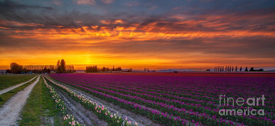 Fiery Skies Above Broad Tulips Photograph by Mike Reid