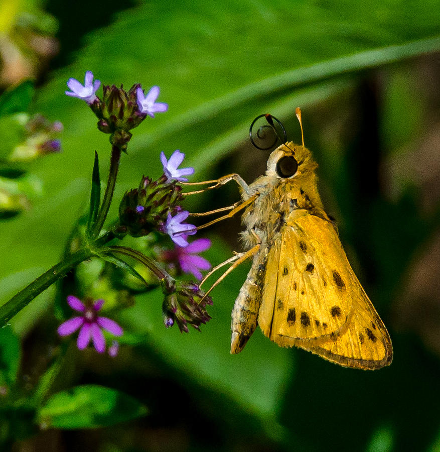 Butterfly Photograph - Fiery Skipper by Don L Williams