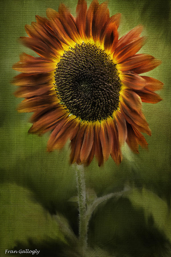 Fiery Sunflower Photograph by Fran Gallogly