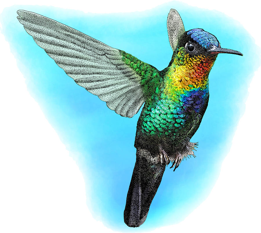 Fiery-throated Hummingbird, Illustration Photograph by Roger Hall