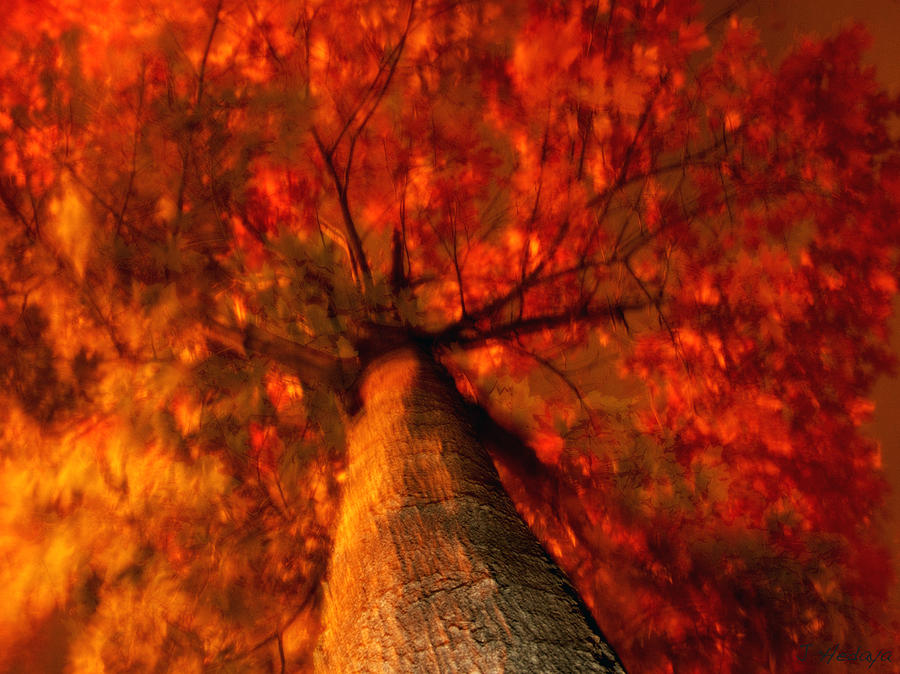 Fiery  Tree Photograph by Joseph Hedaya